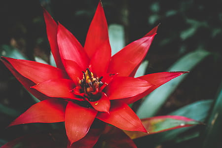 Red Flower thumbnail