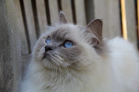 long-coated white cat thumbnail
