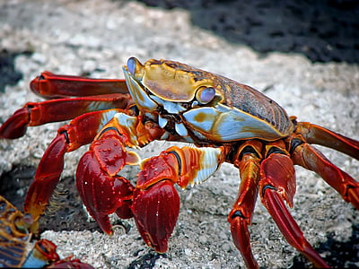 red and white crab thumbnail