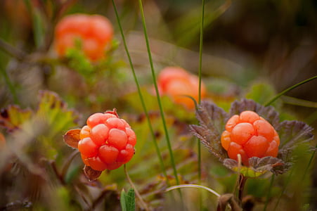 close up photography of orange flowers at daytime thumbnail