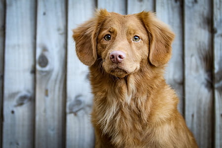 adult Nova Scotia duck tolling retriever near the wooden fence thumbnail
