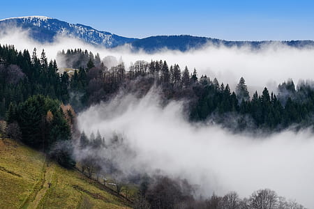 aerial photography of foggy forest thumbnail