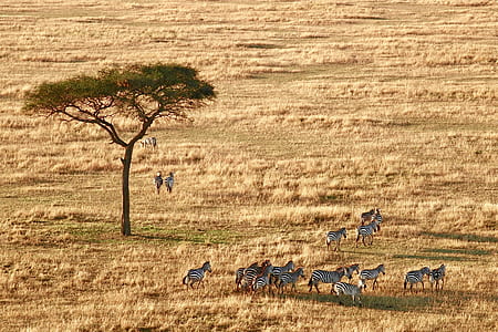 herd of zebras standing near tree thumbnail