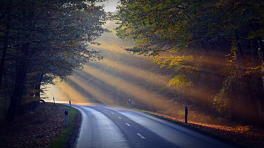 gray concrete road between trees during daytime thumbnail