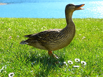 brown duck thumbnail