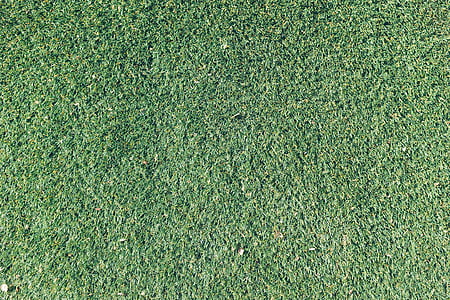 green, grass, daytime, texture, nature, outdoors thumbnail