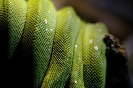 green snake thumbnail