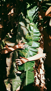 person covering with green banana plant during daytime photo thumbnail
