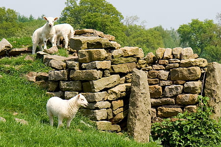 three white sheep stand beside brick thumbnail