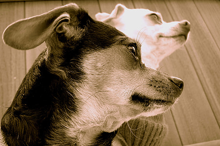 two adult white and black Chihuahuas thumbnail