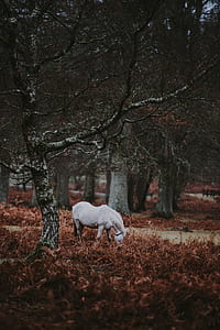 white horse on dried grass field surrounded with trees photo thumbnail
