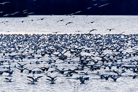 flock of birds on body of water thumbnail