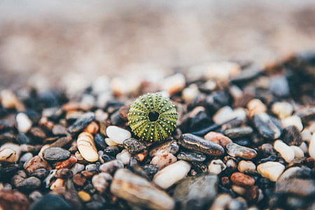 round green plant on brownstone thumbnail