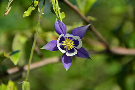 selective focus photo of purple and white columbine flower thumbnail