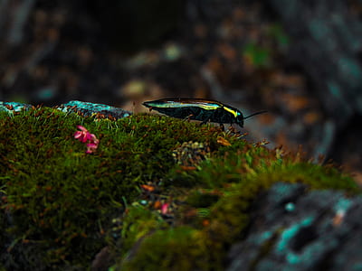 selective focus photography of green insect thumbnail