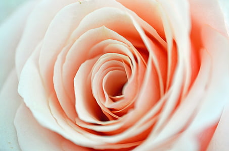 macro photography of pink rose thumbnail