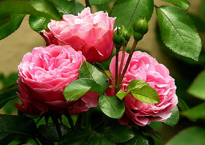 macro photography of pink carnation thumbnail