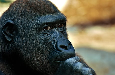 black and brown gorilla thumbnail
