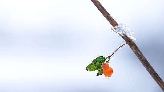 selective focus photography of fruit thumbnail