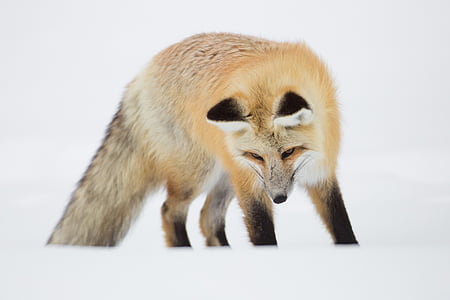 wildlife photography of fox during winter thumbnail