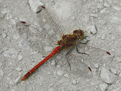 Dragonfly, Red Dragonfly thumbnail