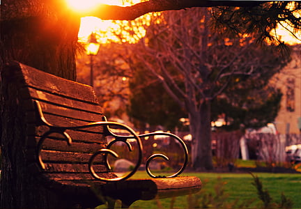 empty bench under tree during golden hour thumbnail