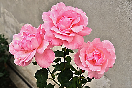 three pink roses beside concrete surface thumbnail