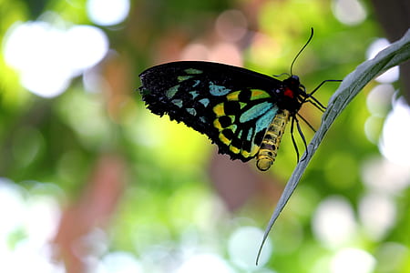 Blue Black Yellow Butterfly thumbnail