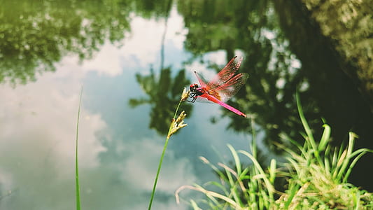 selective focus photography of red dragonfly perched on green leaf plant thumbnail