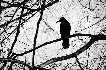 silhouette of bird on bare tree thumbnail