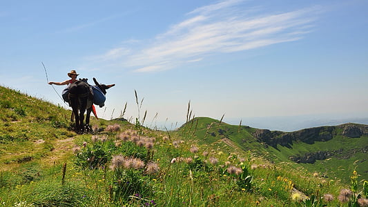 person riding on black cow thumbnail