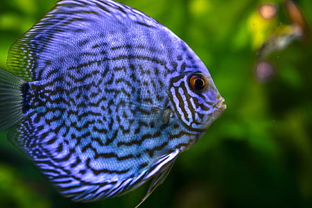 blue and black aquarium fish thumbnail