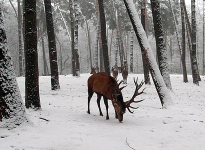 photo of goose in forest thumbnail