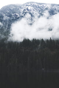 green leaf trees near body of water thumbnail