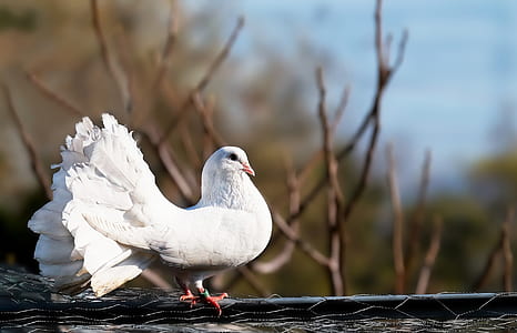 shallow focus photography of white fan tail pigeon thumbnail