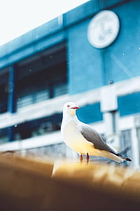 white and gray bird thumbnail
