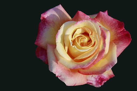 pink and yellow rose thumbnail