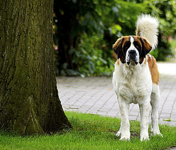 St. Bernard standing beside tree thumbnail