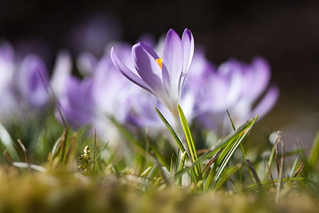 purple petaled flower in selective photo thumbnail