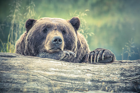 Tired Large Bear Forest Log thumbnail