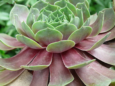 rosette succulent plant thumbnail