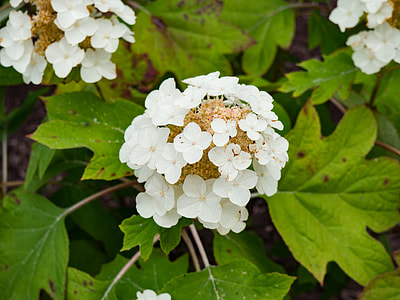 white hydrangea flower in close-up photography thumbnail