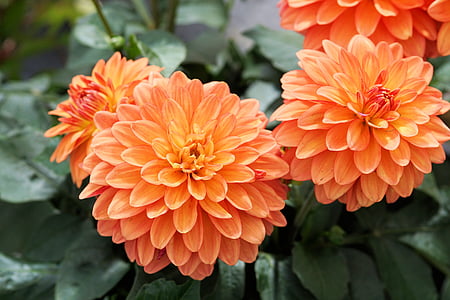 orange Dahlia flower thumbnail
