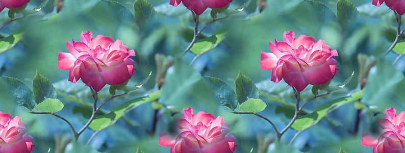 selective focus photo of pink petaled flowers thumbnail
