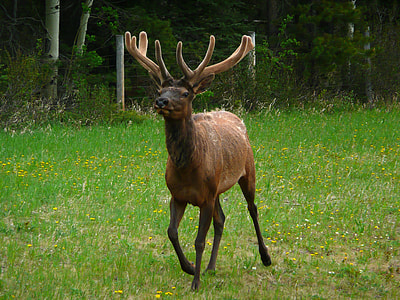 brown animal running on field during daytime thumbnail