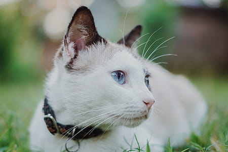 Cat With Collar thumbnail