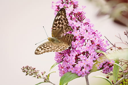 selective focus of brown fritillary butterfly on pink petaled flower thumbnail
