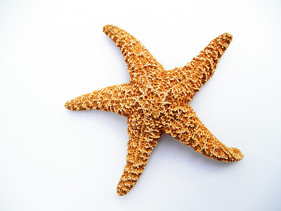 orange star fish thumbnail