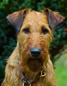 closeup photo of Irish setter thumbnail