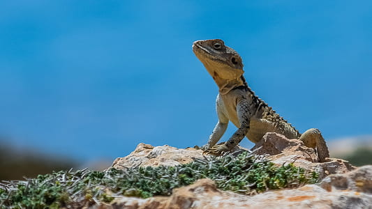 lizard standing on rock formation thumbnail